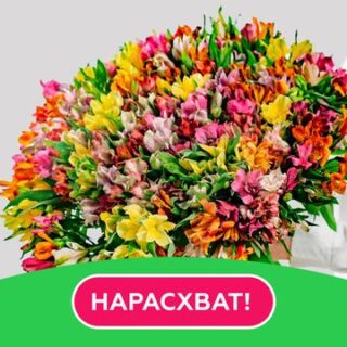 Букет из 101 альстромерии микс под ленту