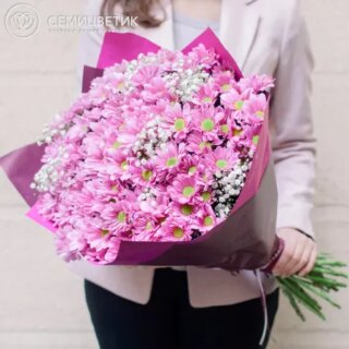 25 розовых кустовых хризантем с гипсофилой