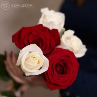 5 красных и белых роз (Эквадор) 50 см