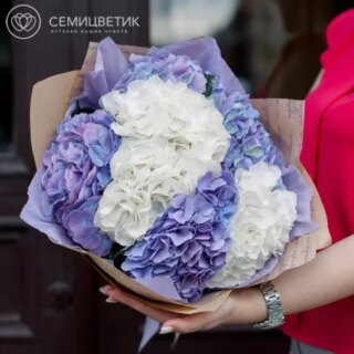 7 фиолетовых и белых гортензий