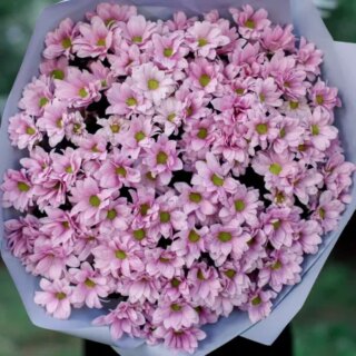 15 розовых кустовых хризантем